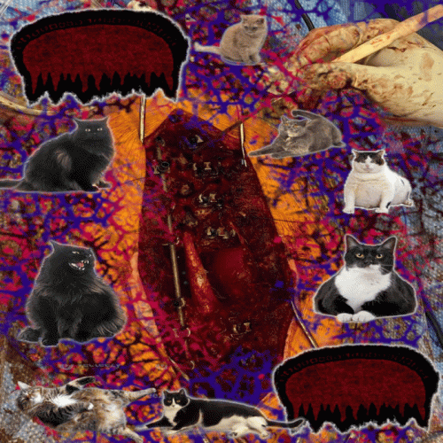 Cats Are Cute But Gorenoise Is Better